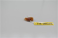 藏品(北方丑招潮蟹)的圖片